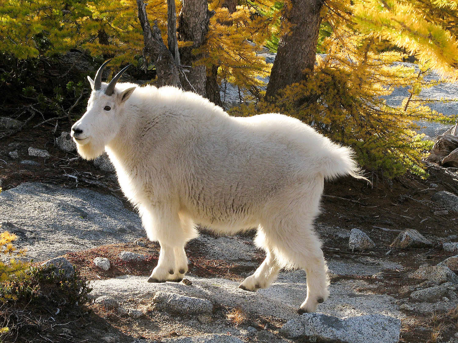 Снежная коза Канада