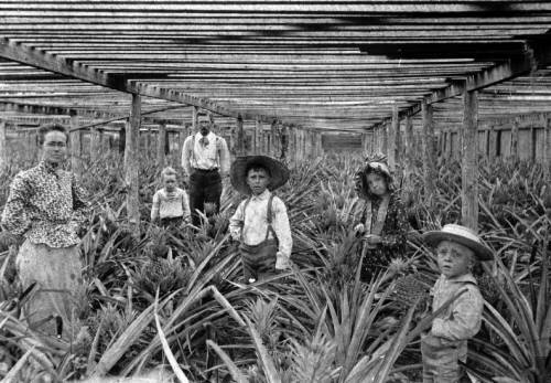 Family of Talbot Sharp Pollard in their pineapple pinery. Left to right: Vitula Ann Grigsby Pollard, Miriam