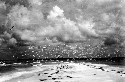 Birds at Passage Key. 
