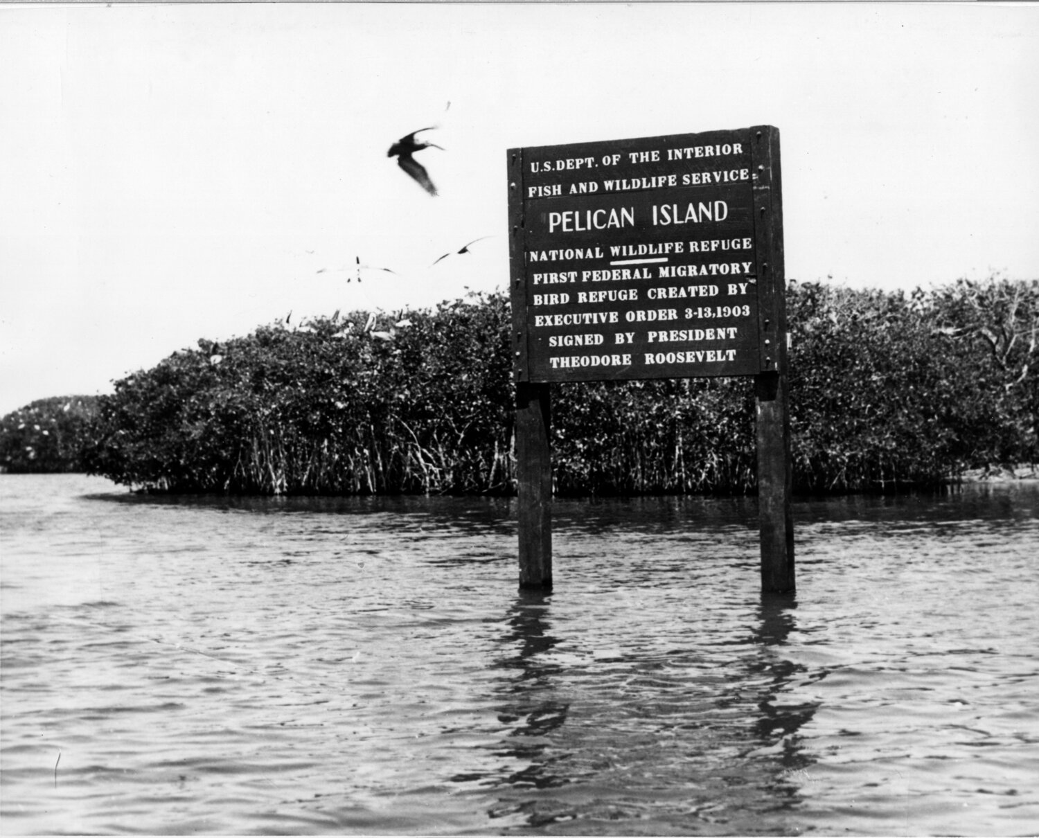 pelican island