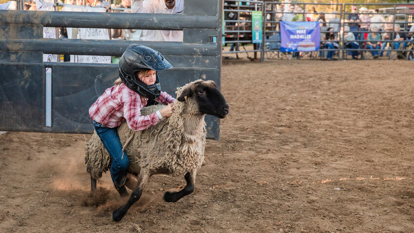 Sheep sprint out of the gate at the Southwest Washington Fairgrounds during a mutton busting competition in 2022.