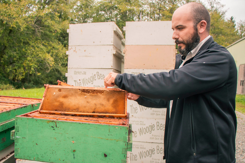 Kevin Mills pulls a honeycomb from a bee box at Hive 5 Bees in Rochester in this 2020 Chronicle file photo.