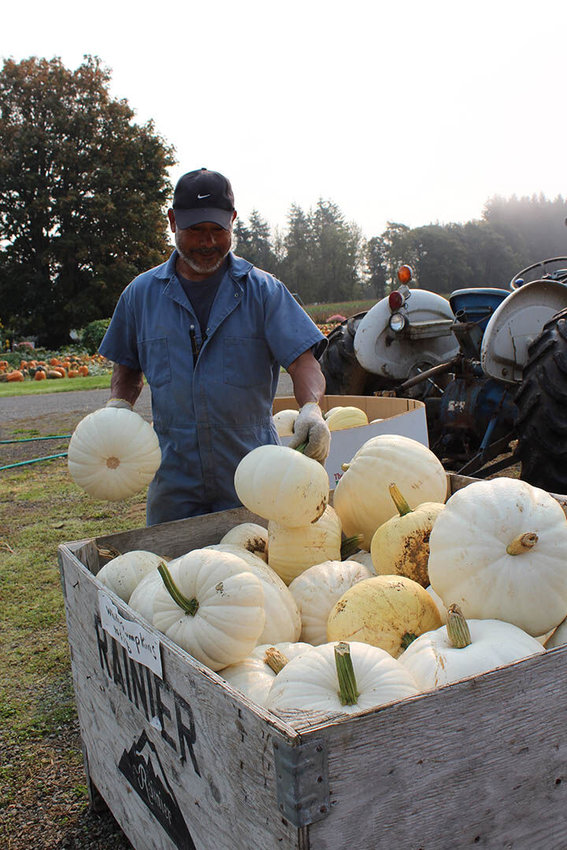 Coco Velasquez, who has helped out seasonally at The Pumpkin Patch in Centralia for more than 30 years, loads pumpkins at the farm on Goodrich Road on a recent morning.