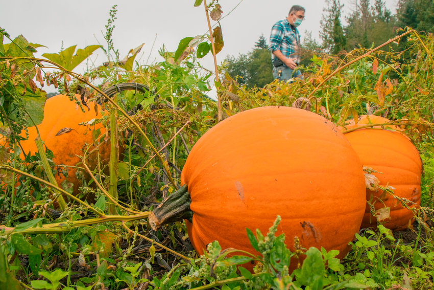 Pumpkins are on display in a field at WillyTee&rsquo;s Pumpkin Patch on Friday in Chehalis.