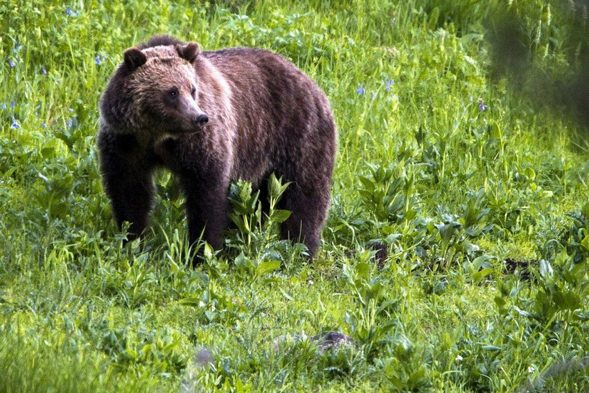 National Park Service Identifies 'Preferred Alternative' to Restore Grizzly  Bears to the North Cascades · National Parks Conservation Association