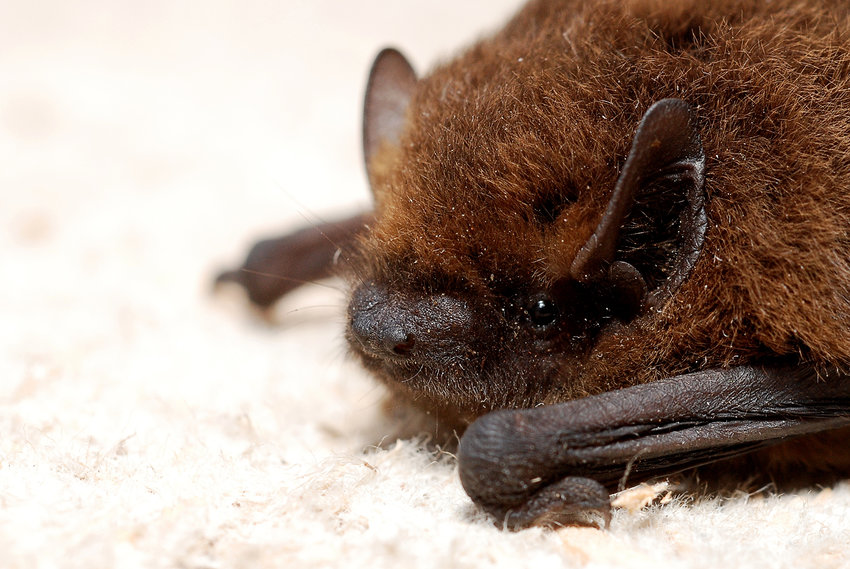 A bat that was brought in for testing is shown in this courtesy photo from the DOH.