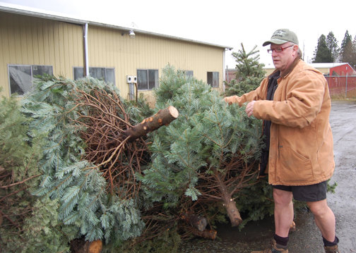 Rachel Thomson / rthomson@chronline.com.Perry Buholm, of Onalaska, organizes a pile  of discarded Christmas trees at the Lewis County Central Transfer Station in Centralia Monday... People may drop off their fresh, undecorated, non-&quot;flocked&quot; Christmas trees at the site from now until Jan. 9 between the hours of 9 a.m. and 4 p.m. The trees will be turned into mulch for use in compost and other garden projects. Anyone wishing to get free mulch can show up with a pickup on Jan. 3 and Jan. 10 only between the hours of 9 a.m.and noon. Fresh wreaths may also be dropped off, but all decorations and twine must be removed..