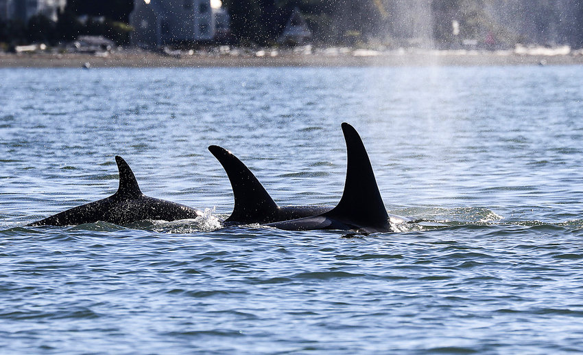 A pod of orcas swims through the Saratoga Passage near Camano Island. The killer whales target chinook salmon for their diet, and they use echolocation &mdash; sound &mdash; to find their food. (Orca Network)