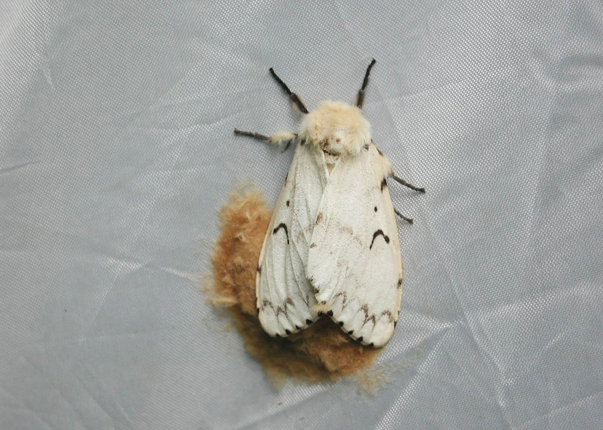 Female gypsy moths are a light cream color with wide abdomens and short, thin antennae. Their wings have brown zigzag stripes. European females do not fly, while Asian gypsy moth females can.