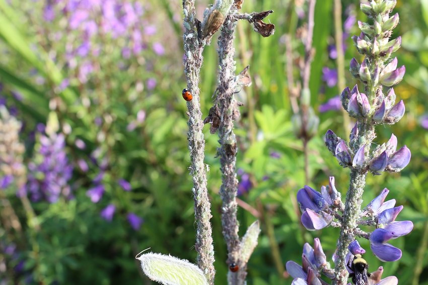 &nbsp;Bugs and other wildlife thrive in gardens such as the wildlife garden.