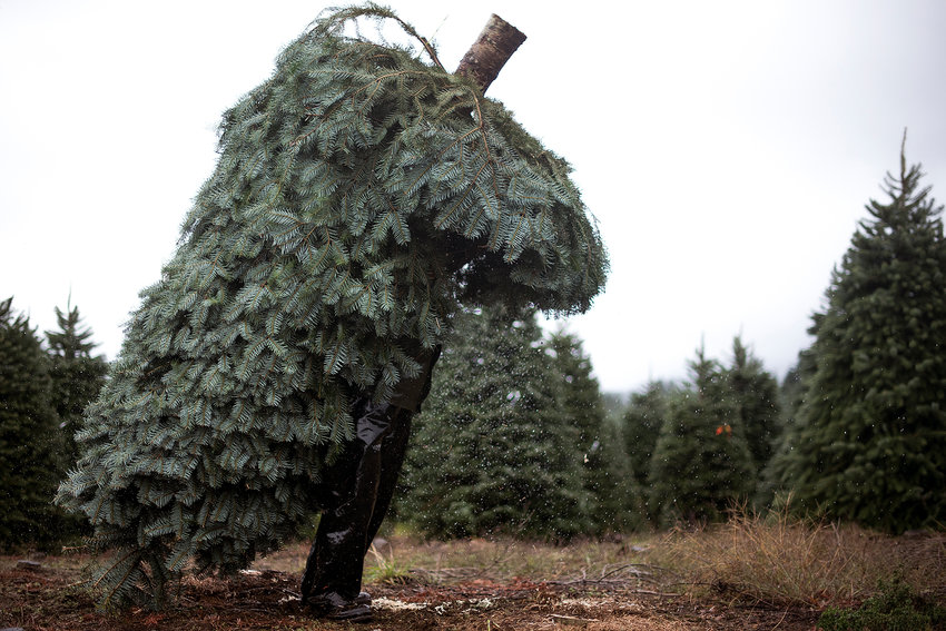 Water falls off the branches of a noble fir tree as a man lifts the eight-foot tall tree over his head prior to carrying over towards a large stack of trees that will be wrapped in rope at Christmas Hills Tree Farm in Mossyrock.