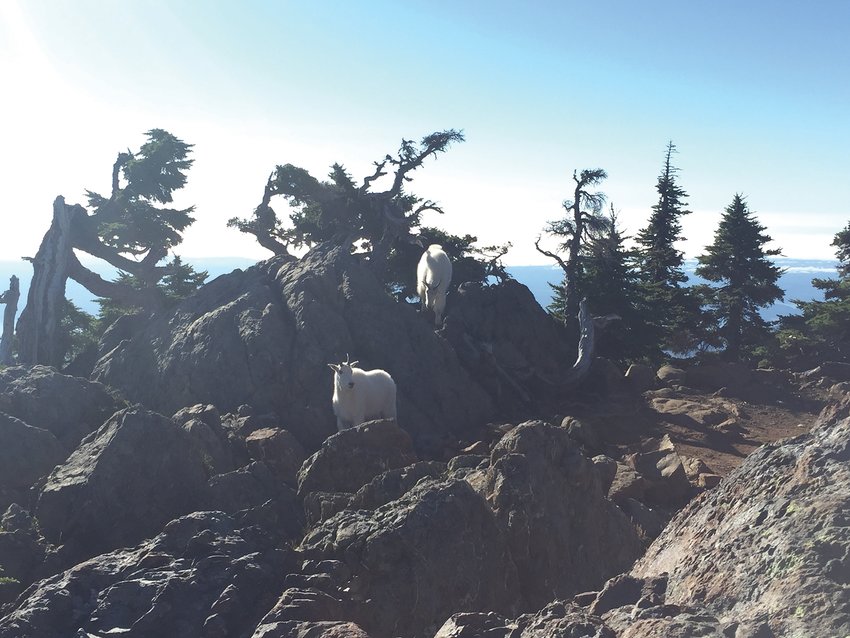 A pair of mountain goats meander around on the rocky crags near the summit of Mount Ellinor in Olympic National Forest on Monday morning. Mount Ellinor, at the end of a 3.1 mile, 3300-foot elevation gain hike (or 1.6-mile, 2300-foot gain from the upper trailhead), is about 20 miles outside of Hoodsport off of state Route 119, with an elevation of 5,944 feet. A few hundred of the goats, not native to the Olympic Mountains, call the high peaks of Olympic National Park home, and can be seen at Mount Ellinor and Lake of the Angels after an early-morning hike. While not typically aggressive, the goats are, after spending their lives around two-footed visitors, comfortable enough not to spook at the sight of intruding hikers.