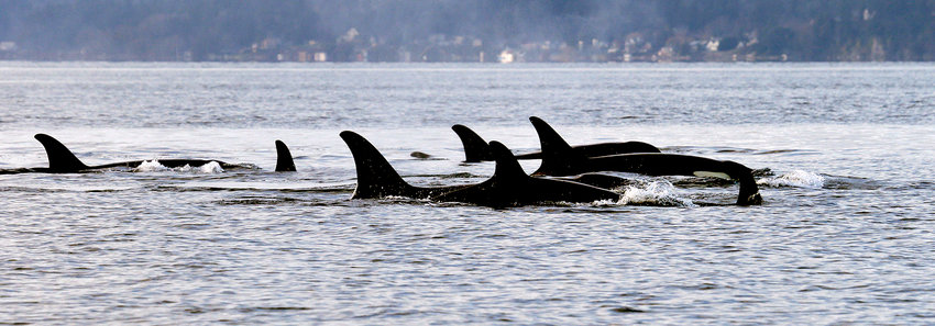 FILE - In this Jan. 18, 2014, file photo, endangered orcas from the J pod swim in Puget Sound west of Seattle, as seen from a federal research vessel that has been tracking the whales. The 84 endangered orcas in Puget Sound are some of the best studied marine mammals in the country. Now, using data from breath, feces and blubber samples and photos, wildlife biologists want to begin compiling personal health records for each orca to track both individual and population progress. (AP Photo/Elaine Thompson, File)
