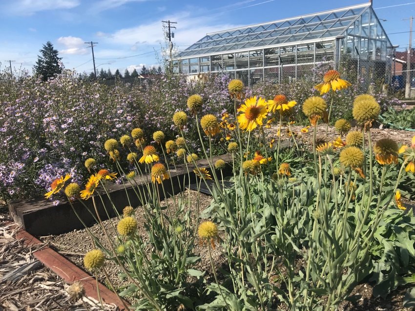 Growing beautiful native plants, blanket flowers, Gaillardia aristata and Douglas Aster, Symphyotrichum subspicatum, bloom in new seedbeds on Joint Base Lewis-McChord. Seed from the seedbeds will be sown on the prairies near the base to repair any damage from training.&nbsp;