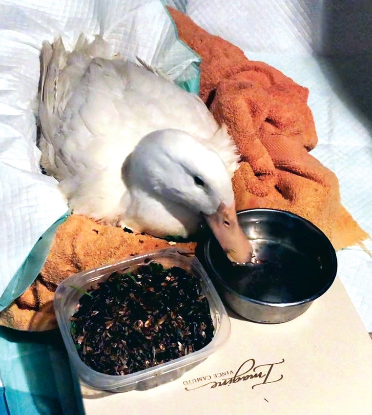 Pearl the Peking duck recovers comfortably at the home of Tamborine Borelli last week after surgery to amputate her two deformed feet and eventually replace them with prosthetics. (Photograph courtesy Tamborine Borelli)