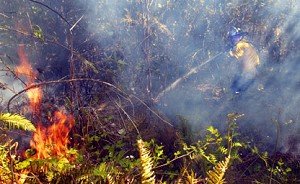 A firefighter works through the ash and smoke to reach one of the last hot spots in a wildfire in this file photo.