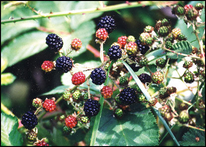 Wild blackberries are pictured in this file photo.