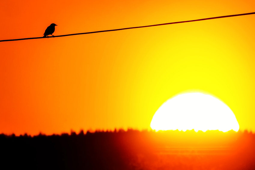 FILE PHOTO &mdash; A bird sits on a telephone wire as the sun begins to set in May 2018.