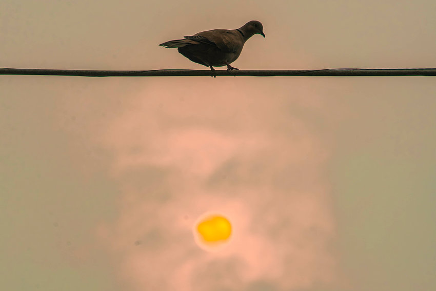 A bird sits on a wire as the sun sets through wildfire smoke last summer in Chehalis.