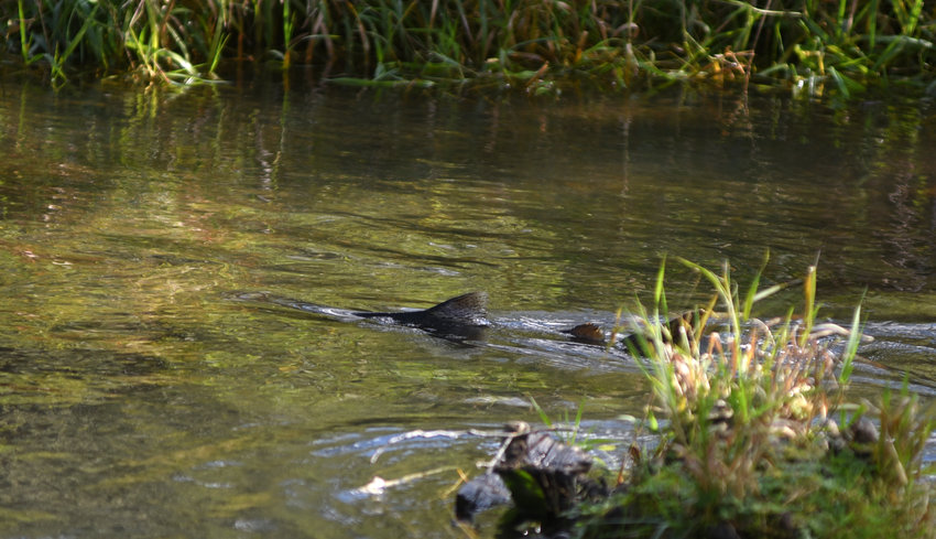 FILE PHOTO &mdash; A salmon breaks the surface of the Skookumchuck River near the Skookumchuck Hatchery.