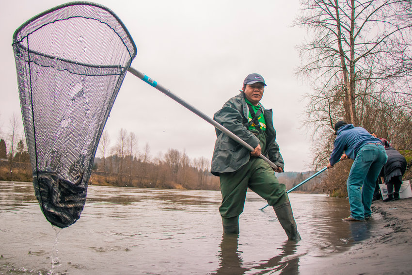 Smelt Dipping Opens Saturday on the Cowlitz River The Daily Chronicle