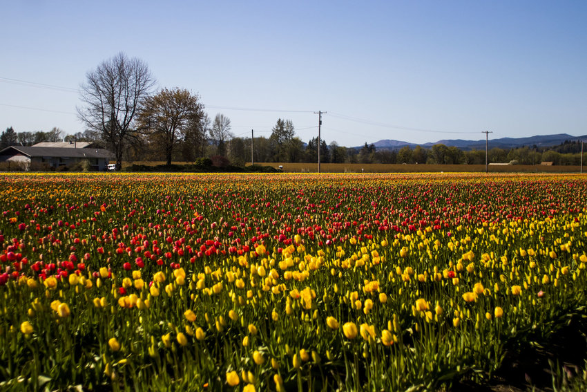 Tulip blossoms poke through the earth in the fields of the DeGoede Bulb Farm in 2018.