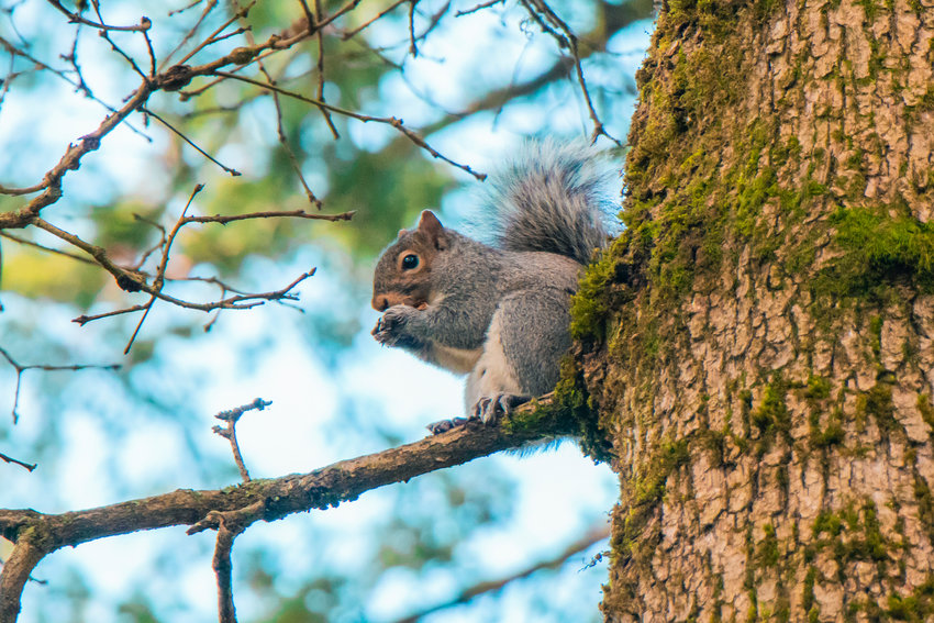 FILE PHOTO &mdash;&nbsp;A squirrel eats while sitting on a branch at Borst Park in Centralia.
