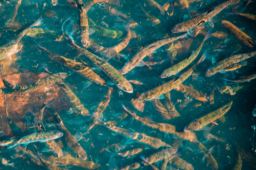 Salmon swim in a net pen in Carlisle Lake in this file photo.
