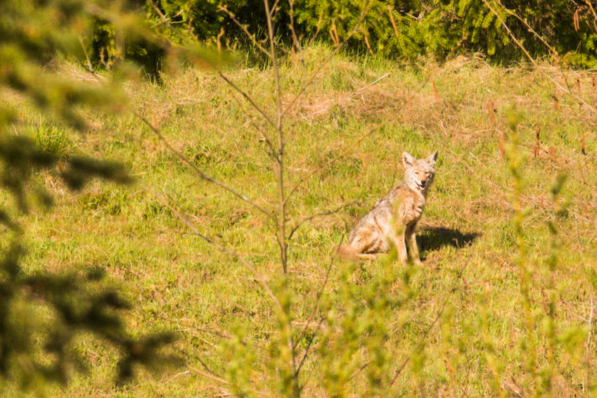 FILE PHOTO &mdash;&nbsp;A coyote sits in the sun inside TransAlta property in Centralia in 2021.