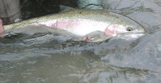 The Washington Department of Fish and Wildlife (WDFW) is trying to protect wild steelhead from mingling with hatchery fish. To that end, this week WDFW designated the Nisqually and Elwha rivers as wild steelhead gene banks to help conserve wild steelhead populations.