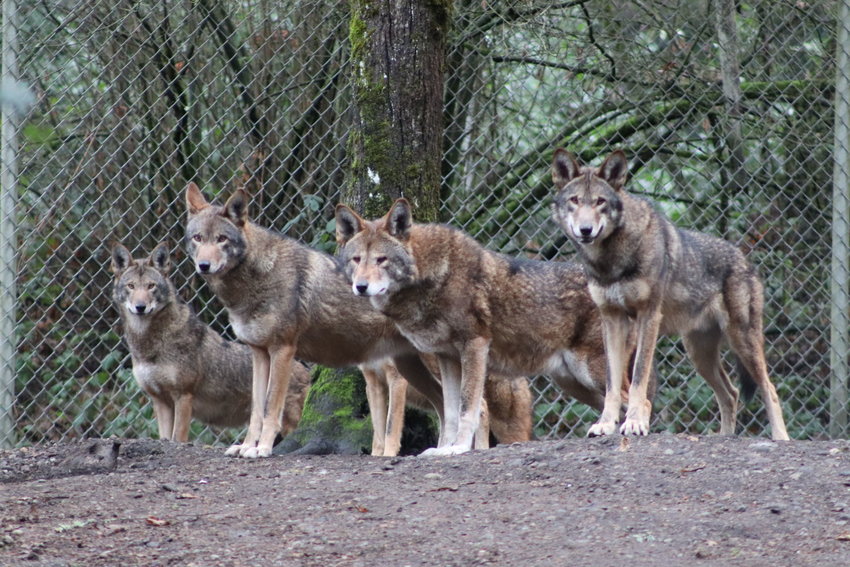Red wolves are seen at Wolf Haven just outside Tenino in this Chronicle file photo.