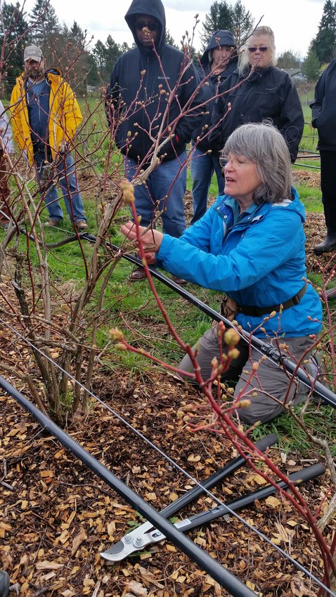 A master gardener prunes a blueberry bush. Winter pruning also encourages vigorous growth come spring.