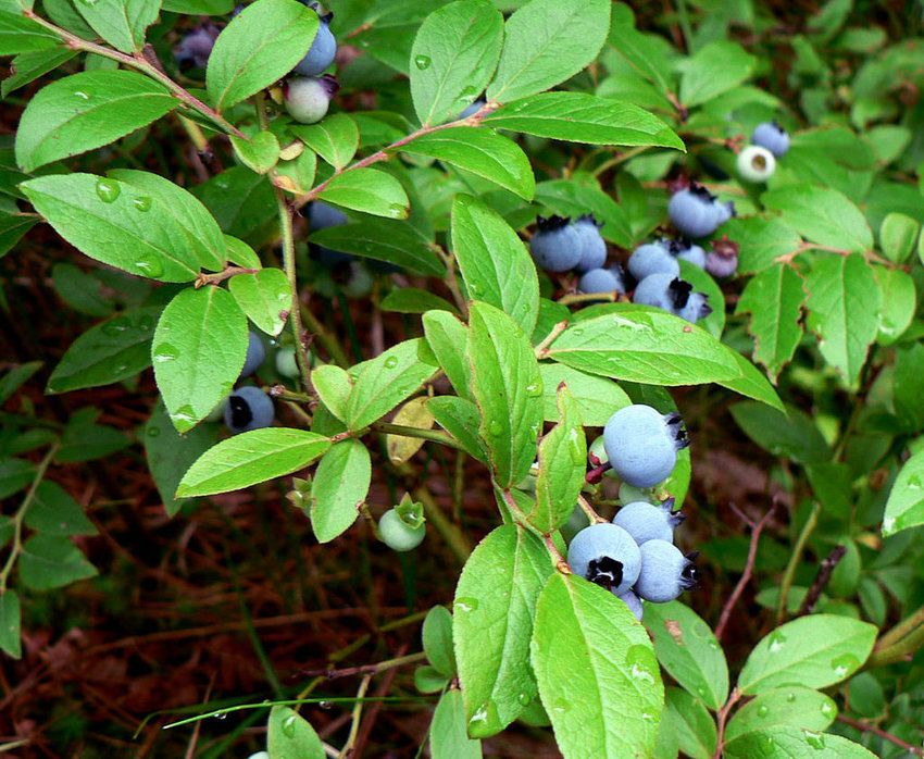 Proper care of a blueberry bush during the winter can lead to a healthier bush in the spring.