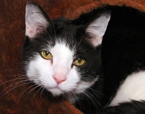 Jackson is 13 years old and part of a bonded pair with his brother, Boise. The duo are lovey, laid back boys that would do best working with older kids used to cats and no dogs. Jackson and Boise are up to date on vaccinations and are neutered. Adoption fee $110 for the duo.