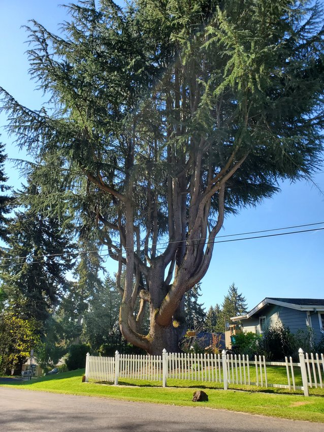 This 150-year-old Deodar Cedar has been added to the Clark County WSU Master Gardener Heritage Tree Program