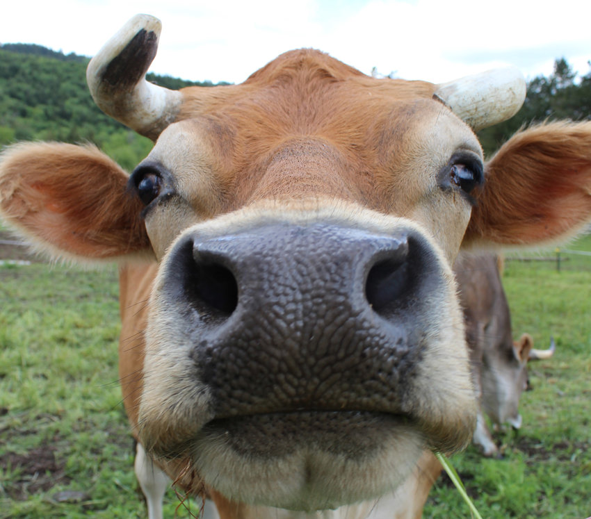 Charlie is one of several cows living out their lives at Misspits Rescue in Oakville.