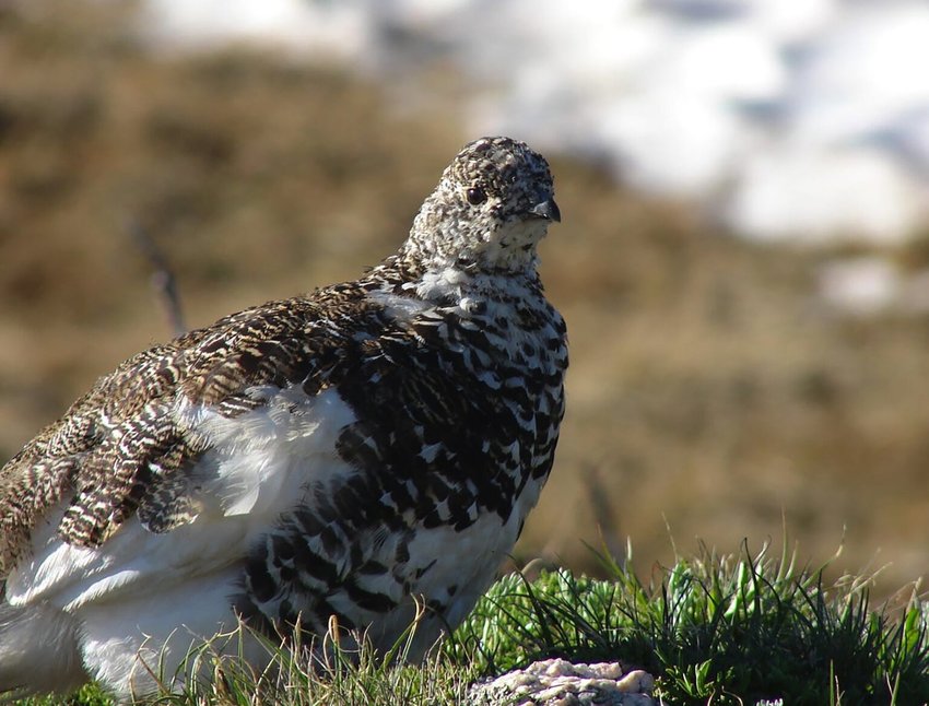 The Mount Rainier white-tailed ptarmigan is found in the Cascade Mountains and spends its entire life on mountaintops. The birds move seasonally between snow-covered habitat and summer alpine meadows. (Peter Plage / U.S. Fish &amp; Wildlife Service, file)