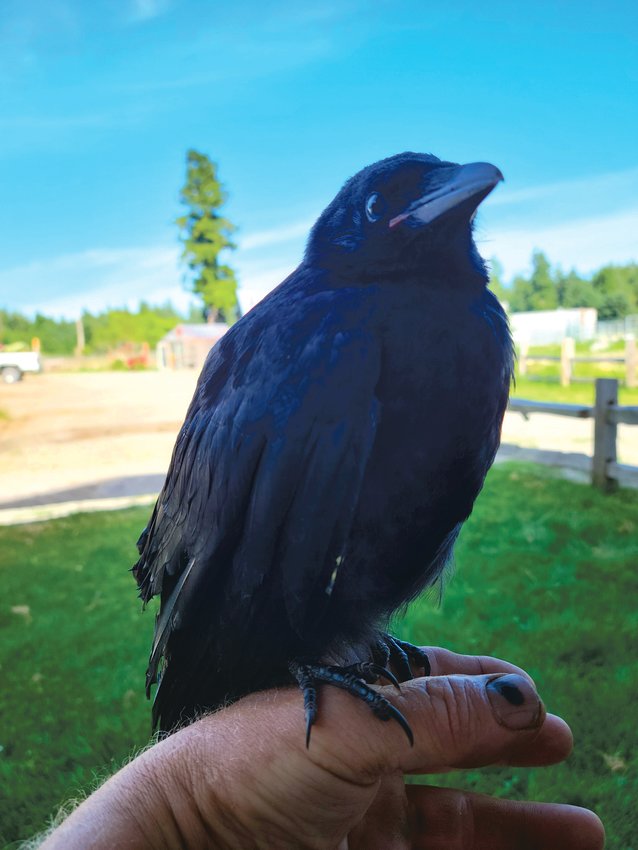 &quot;Mr. Snow&quot; the crow perches atop rescuer John Wilson's hand at the man's residence in Rainier.