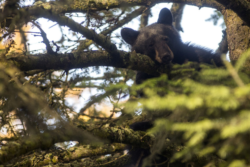 A black bear is pictured.