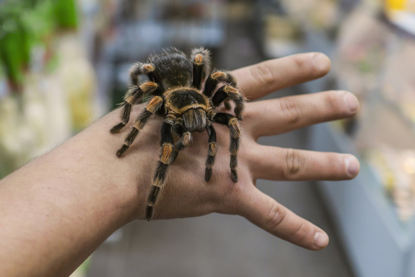 Researchers are looking into whether venom from the tarantula spider could help relieve chronic pain.