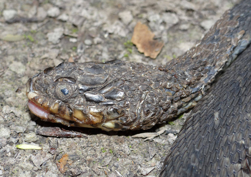 This is a plain-bellied watersnake that has been afflicted with the disease. It was found in Louisiana. (Brad &quot;Bones&quot; Glorioso/USGS Wetland and Aquatic Research Center/TNS)