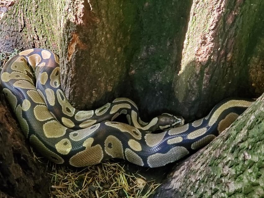 Camas police found eight &quot;medium-sized&quot; python snakes Thursday near Round Lake that they believe were dumped there by someone who kept them as pets.