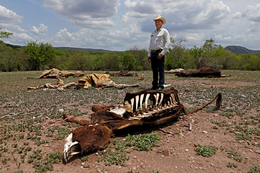 Marco Antonio Gutierrez, 55, of Buenavista, a cattle rancher, poses for a photo next to dead livestock that died of starvation on Thursday, July 22, 2021 in Buenavista, Sonora. Gutierrez, who has lost cattle during the drought, has had to take up fishing to help earn income to buy bales of alfalfa to feed his cattle. (Gary Coronado/Los Angeles Times/TNS)