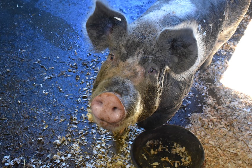 A pig at Vail View Farms is pictured.