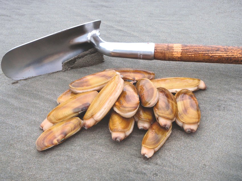 Razor clam season is tentatively scheduled to begin on Sept. 17 at Long Beach, Twin Harbors and Mocrocks.