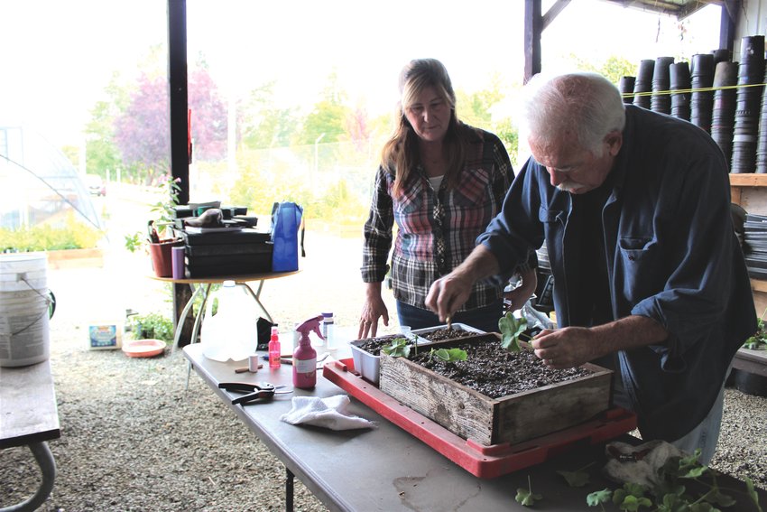 Lewis County Master Gardener Bob Taylor shows fellow Master Gardener Kelley Koffard a technique for propagating geraniums through cuttings. This Saturday's fall plant sale supports outreach and educational activities in the community, including workshops, demonstration gardens and their twice-annual Gardening for Everyone event, which is set for Oct. 9.