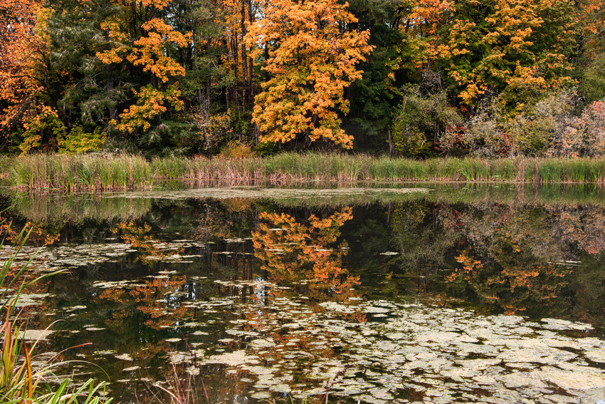 Leaves change colros over the Ryderwood Pond in this Chronicle file photo.