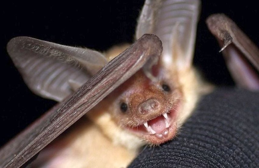 A bat is pictured in this photograph posted to Facebook by the Gifford Pinchot National Forest.