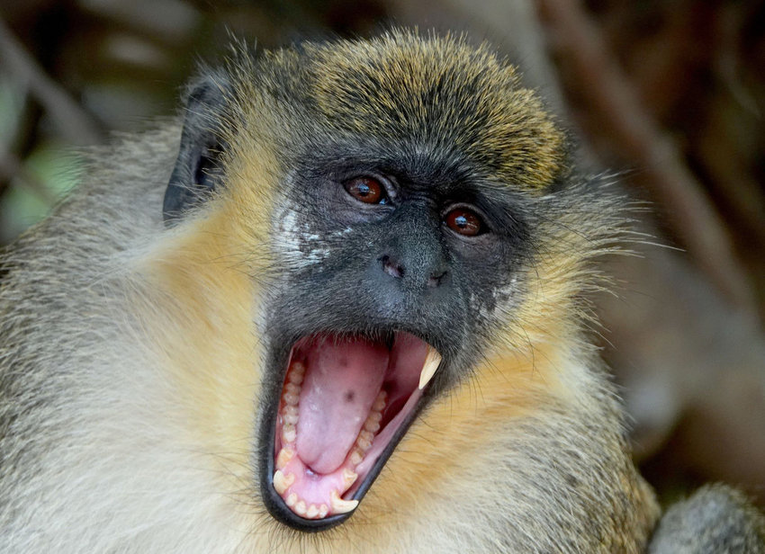 A member of the Dania Beach, Florida, colony of Vervet monkeys, which might soon get a permanent home. (Joe Cavaretta/South Florida Sun Sentinel/TNS)