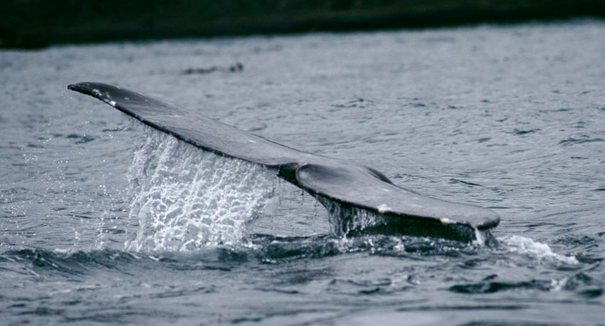 A gray whale shows its fluke as it dives off Depoe Bay, seen on a whale watching tour with Carrie Newell's Whale Research EcoExcursions. (TNS)